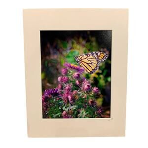 New 8X10 Butterfly Clover Flower Original Photograph Gail Gates Print 11X14 Mat